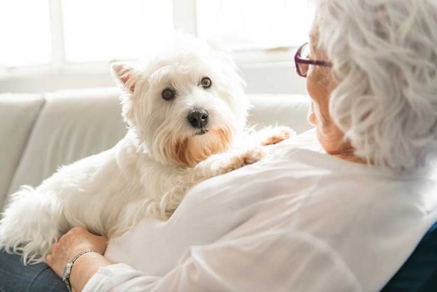The Therapy pet on couch next to elderly person in retirement rest home for seniors