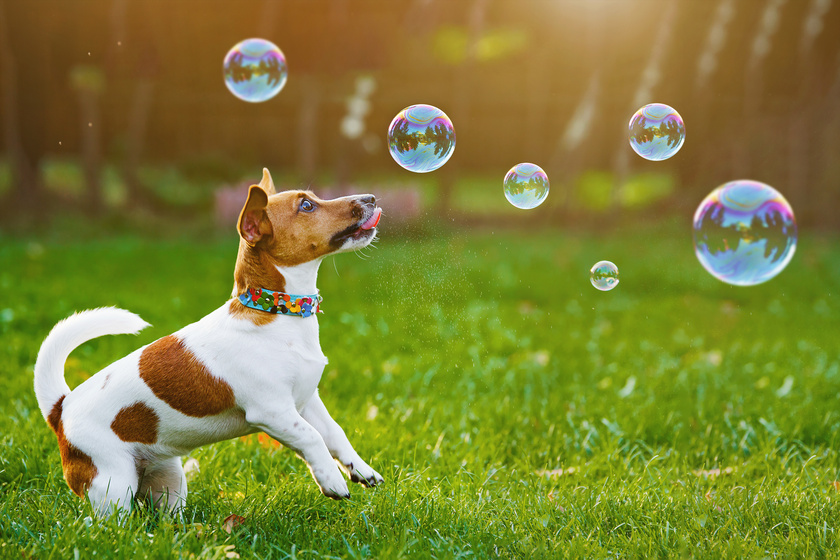 Puppy jack russell playing with soap bubbles in summer outdoor.