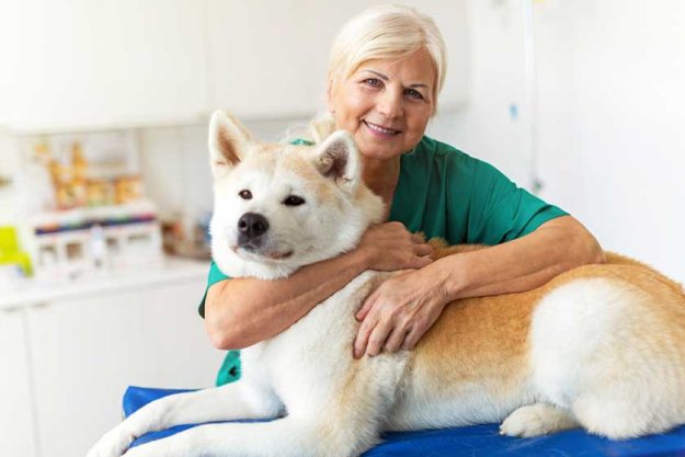 Female veterinarian examining a dog in her office Female veterinarian examining a dog in her office