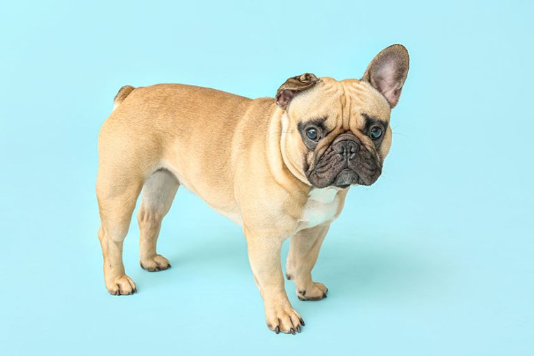 Pet-Friendly Attractions Near Your Retirement Home In Ridgeland, MS