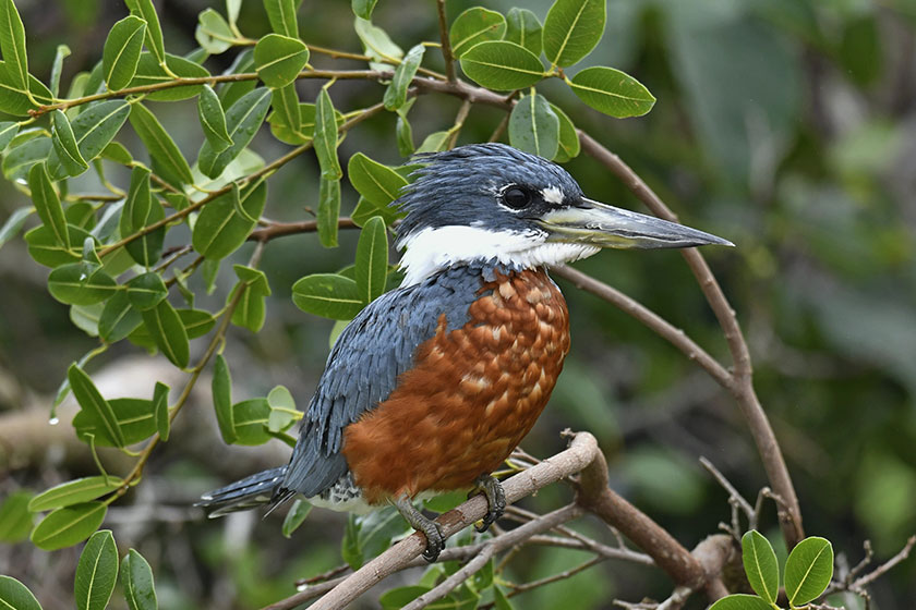 Ringed Kingfisher on Branch. Megaceryle torquata. Natural habitat. Brazil. Ringed Kingfisher on Branch. Megaceryle torquata. Natural habitat. Brazil.