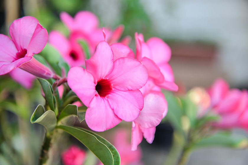 Where To See Azaleas Bloom Near Your Senior Living Homes In Louisiana