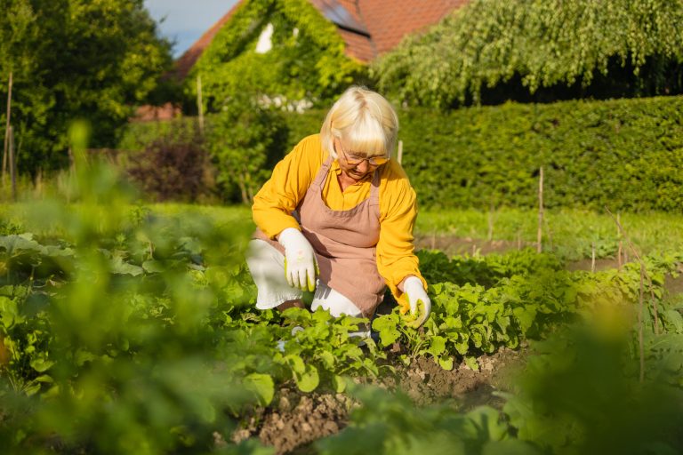 Positive senior woman is working in the garden with garden tools. A smiling elderly woman gardener is caring for f plants in a mixed border. Hobby in retirement.