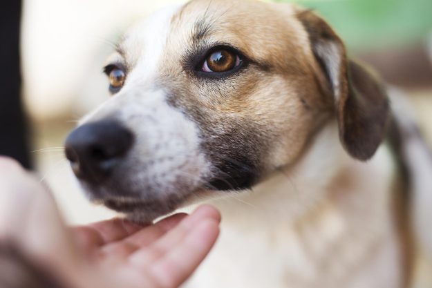 Female,Hand,Patting,Smiling,Brown,Dog,Head Female,Hand,Patting,Smiling,Brown,Dog,Head