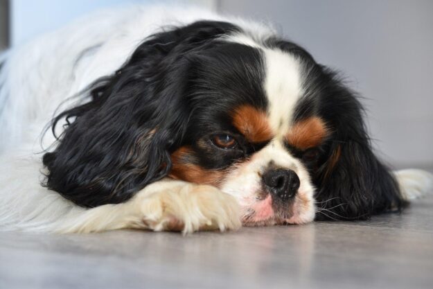 dog cavalier king charles anim dog cavalier king charles anim