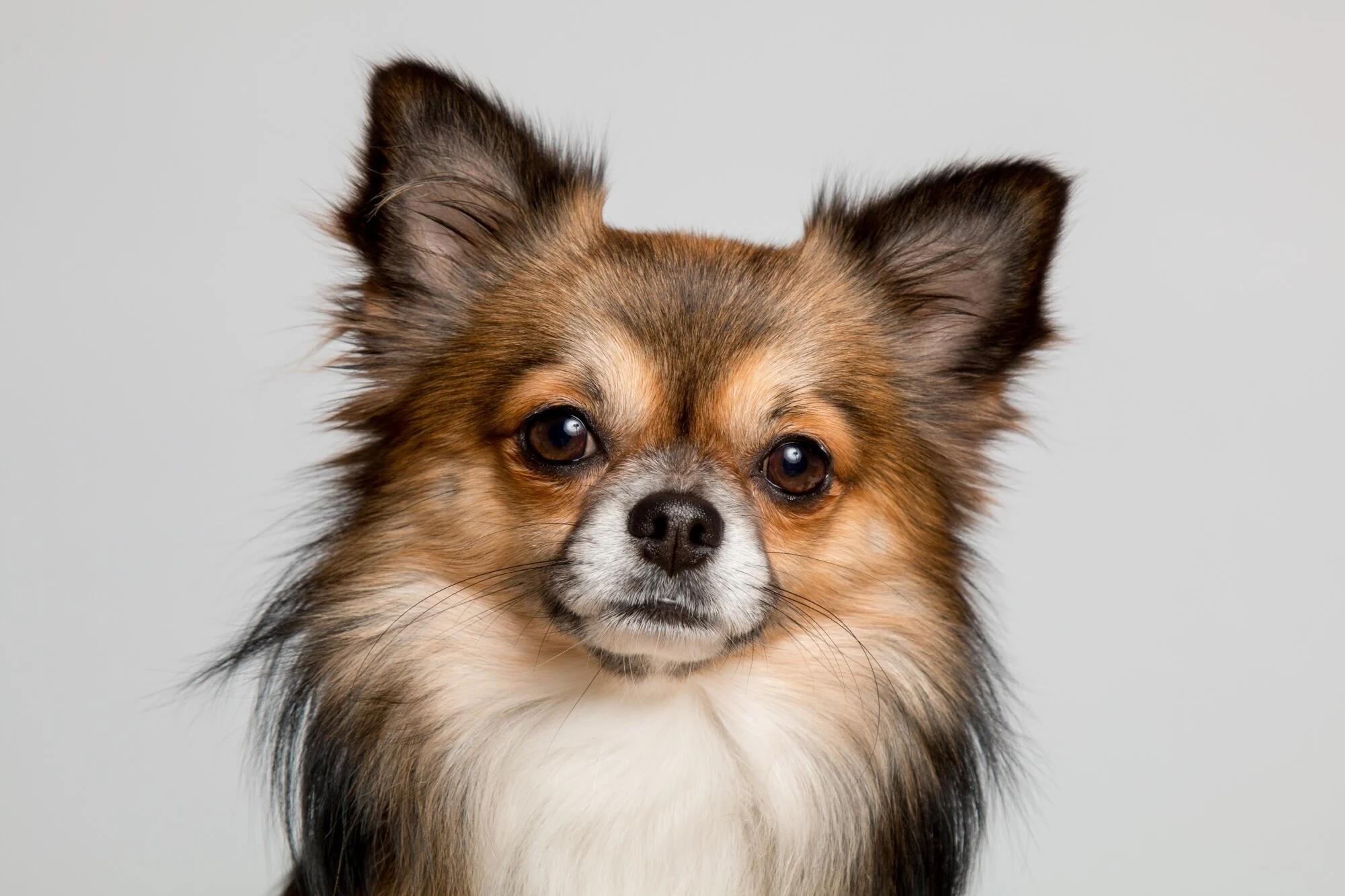 pet friendly assisted living (13) pet friendly assisted living (13)